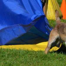 New Discoveries Dog Training | 2256 Glenmore Rd, Campbell River, BC V9H 1C8, Canada