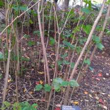 Medicinal Plants Garden | Rosemont-La Petite-Patrie, Montreal, QC H1X 2B2, Canada