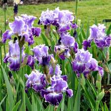 Hillside Irises | 2242 Ferko Rd, Cawston, BC V0X 1C2, Canada