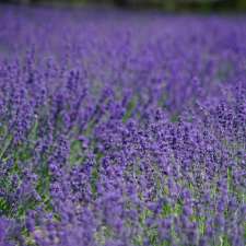 Stonewell Lavender Farm | 9762 Wellington Rd 42, Erin, ON N0B 1T0, Canada