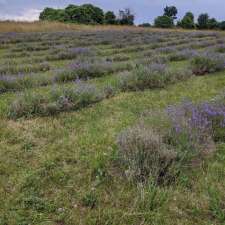 Cuttle Cottage Lavender Farm | 295 Vernonville Rd, Colborne, ON K0K 1S0, Canada