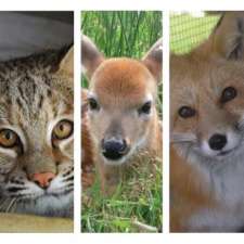 Hope For Wildlife | 5909 NS-207, Musquodoboit Harbour, NS B0J 2L0, Canada