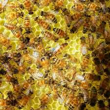 Bee Good Honey Co. | 849 Lakeport Rd, Colborne, ON K0K 1S0, Canada