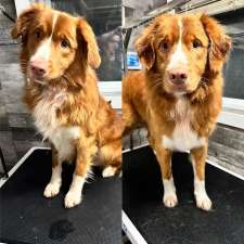 Frontier Canine Boarding | 5661 Egremont Dr, Ilderton, ON N0M 2A0, Canada