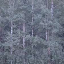 Sherwood's Forests Tree Farm | 50042 Range Rd 31, Warburg, AB T0C 2T0, Canada