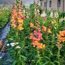 Un air d'été, ferme florale | 3661 Rang Ste Anne, Saint-Félix-de-Valois, QC J0K 3C0, Canada
