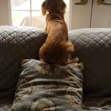 Oak West Animal Clinic | 1311 Riverbend Rd, London, ON N6J 0J6, Canada