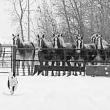 Peace and Love Farms | 38148 Rd55W, Treherne, MB R0G 2V0, Canada
