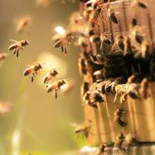 Beardo's Bees | 25 Cecil St, Ridgetown, ON N0P 2C0, Canada