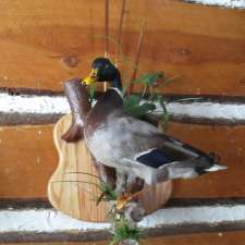 Robert Laguë Taxidermie | 175 Rang Tringle, Sainte-Sabine, QC J0J 2B0, Canada