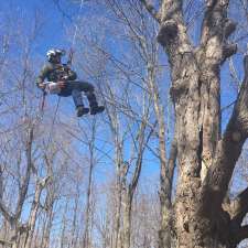 Arborist Tree Service | 1709 Beachburg Rd, Beachburg, ON K0J 1C0, Canada