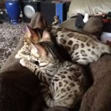 Bengal Marland Cattery | 825/92 Dundalk Dr, London, ON N6C 3V6, Canada