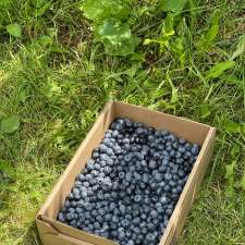 Ramsay's Blueberries | 1081 NB-885, Petitcodiac, NB E4Z 4T7, Canada