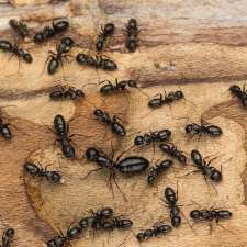 Bang Extermination | Exterminateur Rive-Sud | Urgence 24h | 142 Rue Jacquelin Beaulieu, Sainte-Julie, QC J3E 3R1, Canada