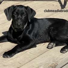 Club Mead Labradors | 2021 10 ave, Spruce View, AB T0M 1V0, Canada