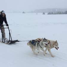 Élevage Fland'or - Élevage de chiens -Husky Sibérien | 3251 Rang du Haut de la Rivière, Sainte-Élisabeth, QC J0K 2J0, Canada