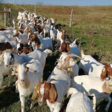 Big Creek Goats | 1438 Brant County Hwy 54, Caledonia, ON N3W 2G9, Canada