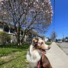 Country Canines Professional Dog Waking | County Rd 45, Norwood, ON K0L 2V0, Canada