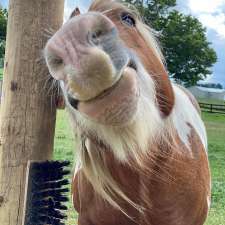 PATH Equestrian | 19726 Mountainview Rd, Caledon East, ON L7K 2G2, Canada