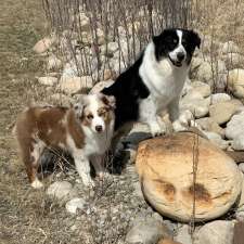 Big Rock Australian Shepherds | 14 303 Ave W, Okotoks, AB T1S 1A2, Canada