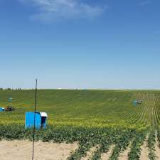TNT Pollination | 134036, Township Rd 110, Grassy Lake, AB T0K 0Z0, Canada