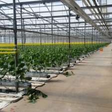 Singh Greenhouses | 629 Safari Rd, Millgrove, ON L0R 1V0, Canada