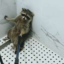 Canadian Wildlife Removal INC | 304 Buick Blvd, Brampton, ON L7A 4L8, Canada