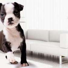 Rantees Fine Carpet and Upholstery Cleaning Markham | 8 Reston Ridge St, Markham, ON L6E 1X9, Canada