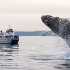 Blackfish Tours by Outer Island Expeditions | 2201 Skyline Way, Anacortes, WA 98221, USA