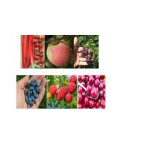 Prairie Fruit Growers Association | Box 1073, La Salle, MB R0G 1B0, Canada