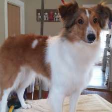 Riverview Pet Grooming | 61 Bentinck St, Trenton, ON K8V 4E2, Canada