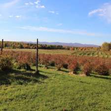 Dan's Blueberry Farm | 301 Chemin Victoria, Cookshire-Eaton, QC J0B 1M0, Canada