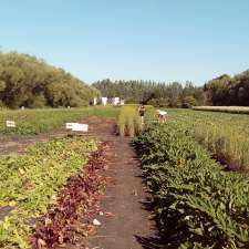 The Salad Bowl Greenhouses | 4355 Rebeck Rd, Narol, MB R1C 0C2, Canada