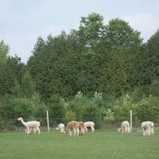 COLD SPRINGS ALPACAS | 8480 Cold Springs Camp Rd, Campbellcroft, ON L0A 1B0, Canada