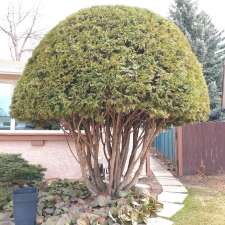 Canopy Tree Care | 5480 Meridian St NW, Edmonton, AB T6P 1R3, Canada