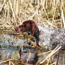 SevenStars German Shorthaired Pointers | 9675 Hwy 33 Suite 201, Bath, ON K0H 1G0, Canada