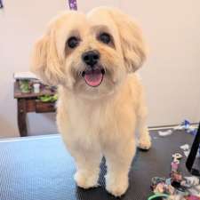 Clandeboye Dog Co. | 5618 Chriselle Pl, Lucan, ON N0M 2J0, Canada