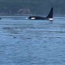 Orca Camp Vancouver Island | 1811 Surgenor Rd, Black Creek, BC V9J 1G6, Canada