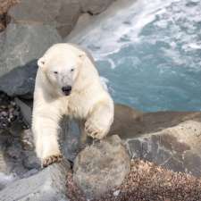 Habitat des ours polaires | 1675 Av. des Hôtels, Québec, QC G1W 4S3, Canada