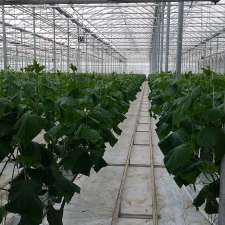 Beverly Greenhouses Ltd | 1247 Concession 4 W, Waterdown, ON L8B 1K2, Canada