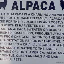 Alpaca Farm BC | 3450 Kingburne Dr, Cobble Hill, BC V0R 1L0, Canada