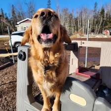 Divine Canine Doggy Daycare and Retreat | 864 Upper River John Rd, Tatamagouche, NS B0K 1V0, Canada