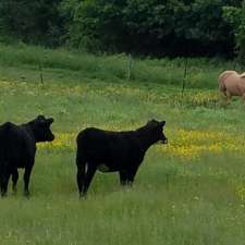 Windy Pines Farm | 10379 Crump Rd, Holland, NY 14080, USA