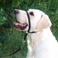 Professional Animal Behavior Associates | Parkhill Dr Box 141, Parkhill, ON N0M 2K0, Canada