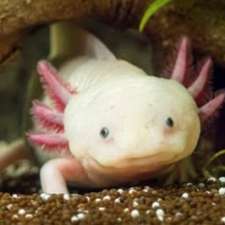 I Axolotl | 35 L'ILE-PERROT, L'Île-Perrot, QC J7V 9N2, Canada