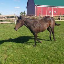 Katt-Al Hill Farms | 6140 3 Line, Palmerston, ON N0G 2P0, Canada