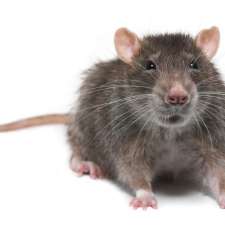 Axon Extermination | Pest control in Ottawa 24/7 | 3501 Campeau Dr Suite 310, Kanata, ON K2K 0C1, Canada
