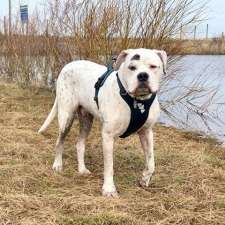 DogLandia Boarding and Training | 49369 AB-21, Leduc County, AB T0B 3M4, Canada