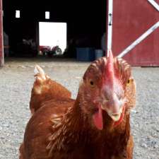 Fenek Farms | 3 courtney rd, Lumsden No. 189, SK S4V 2C8, Canada