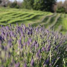 Kelso Lavender | 8649 Appleby Line, Campbellville, ON L0P 1B0, Canada